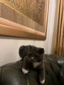 kucing bsh british shorthair mix scottish not persia bu
