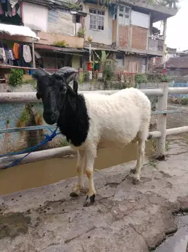 Domba Qurban Irit Si Sambung