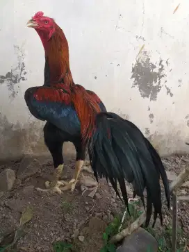 AYAM JAGO BANGKOK