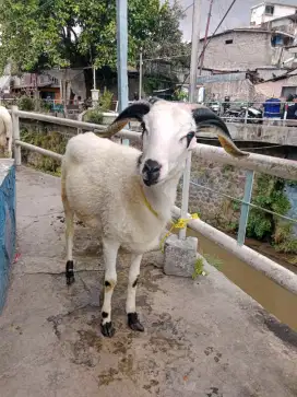 Domba Qurban Murah Si Leang
