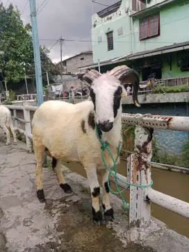 Domba Qurban Gemoy Si Bendo