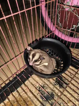 sugar glider betina [dewasa]
