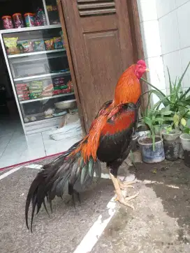 AYAM JAGO BANGKOK WIRING KUNING