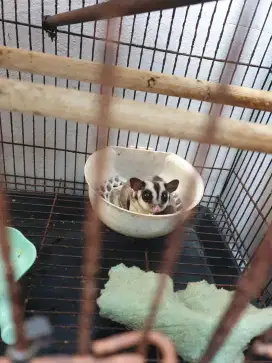 Sugar glider cg dan kandang