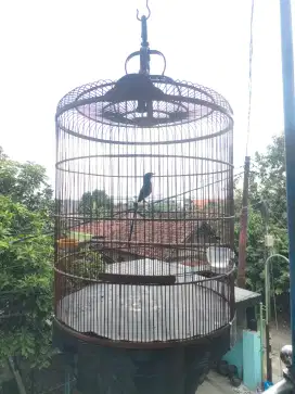 Jual burung murai batu fighter