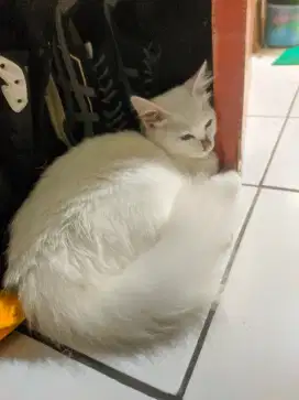 Kucing persia ragdoll sehat putih bersih