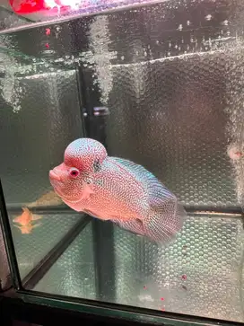 Jual ikan louhan 3 + aquarium 3
