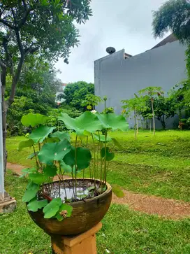 Kavling langka  di lotuc palace, pik 768 m  huk utara timur