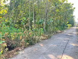 Dijual KEBUN JATI Dekat Kantor Kecamatan Plupuh Sragen