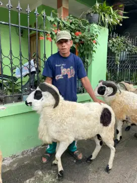 Domba Qurban Bogor 2025