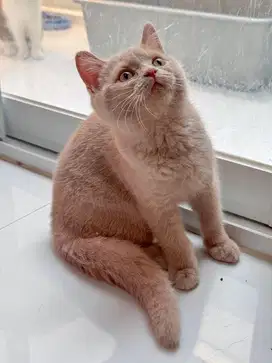 Anak Kucing BSH jantan asli warna lilac atau fawn