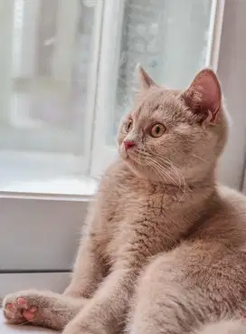 Kucing BSH warna FAWN jantan