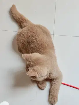Kucing BSH warna FAWN jantan