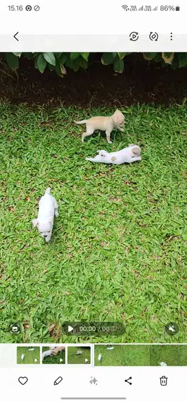 Puppies chihuahua all female