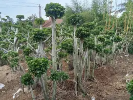 Bonsai karet micro