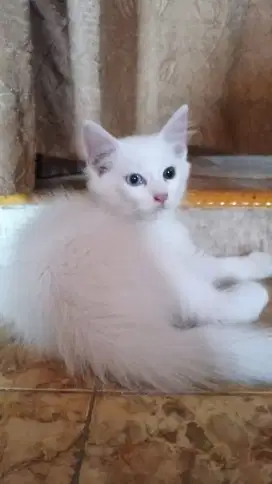 Kucing  mix maencoon