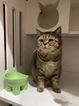British shorthair jantan