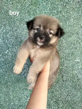 Anjing mixpom lucu menggemaskan