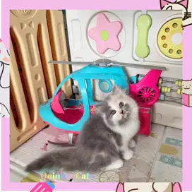 Kucing Persia Flatnose Betina Dilute Calico