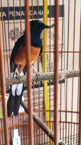 Murai medan pastol paruh celah
