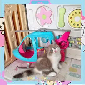 Kucing Ragdoll x Himalaya Betina Chocolate Cinnamon White