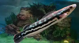 Ikan Toman Kalimantan