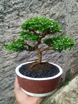 Bonsai Sancang The Max