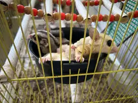 Sugar Glider 1 Koloni (Total 6 ekor) + Kandang