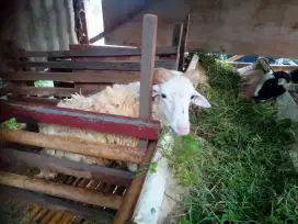 Kambing domba ukuran remaja