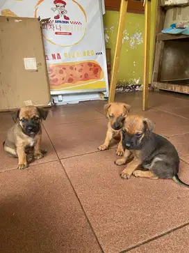 baby dog campuran