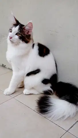 Kucing Mainecoon PED CFA JUMBO 5BULAN JANTAN