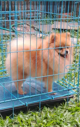 Pom betina stb cucu imp thai