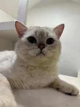 Kucing British Shorthair BSH Silver Jantan