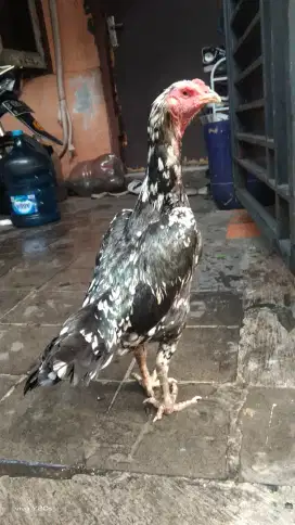 Ayam bangkok indukan