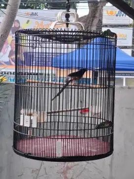 Murai batu medan gacor