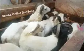 Domba Kurban Bunderan