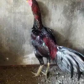 Ayam ganoi plucker jantan umur 6.5 bulan