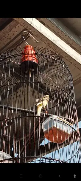 Burung kenari SF x SF pake ring wiksar