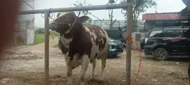 SAPI QURBAN LIMOSIN, SIMENTAL, PEGON BOBOT 250 - 900 Kg