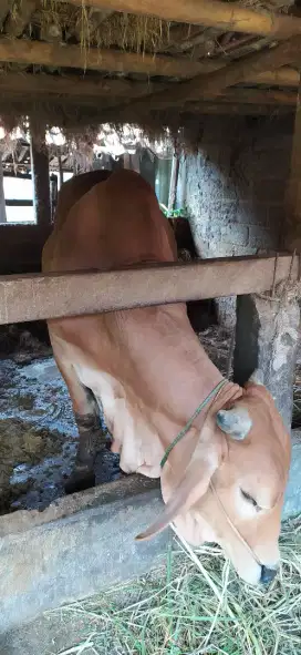 Sapi qurban pliharaan pribadi