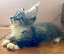 kitten minecoon betina