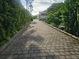 Tanah Kayu Tulang Selatan Canggu Badung