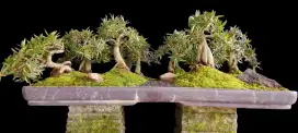 Bonsai panorama