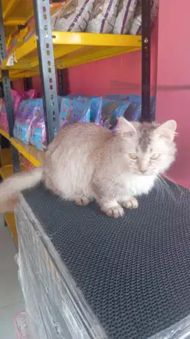 Munchkin betina