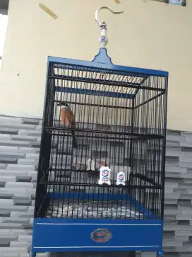 Jual burung cendet pilis jawa timur