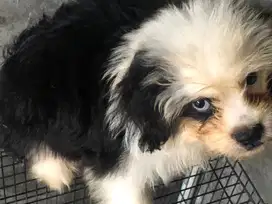 Di jual anak anjing