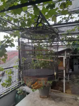Sangkar murai batu
