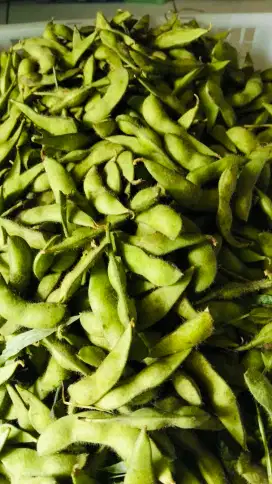 Edamame freshhhh gede