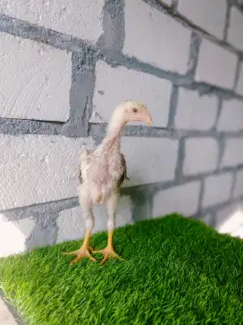 Ayam shamo 3 colour
