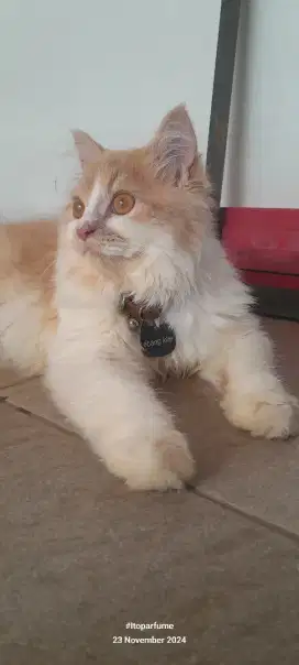 Jual kucing persia